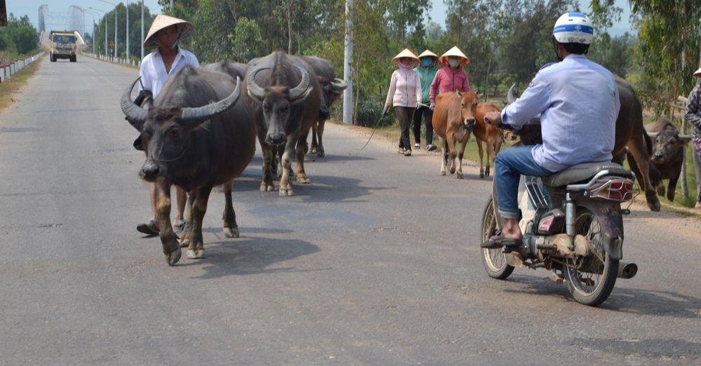 Cattle on the road