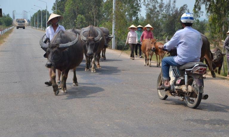 Cattle on the road