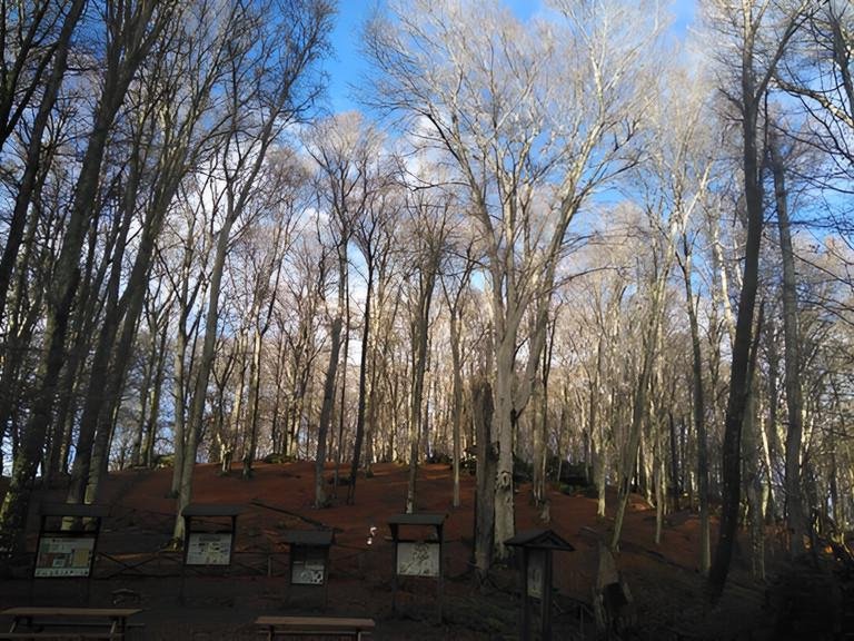 Erasmus+ project BESTNATURE: Forests in focus