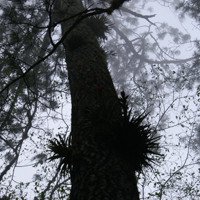Cerro las minas