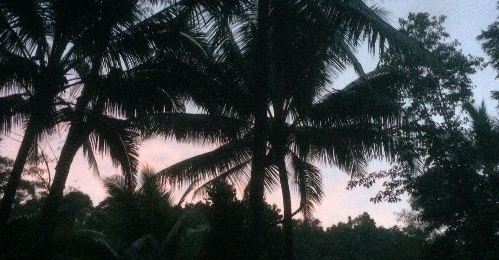 Sunset behind palm trees