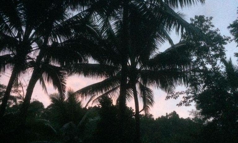 Sunset behind palm trees