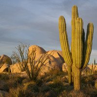 Catavinia
