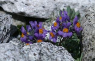 Linaria