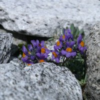 Linaria