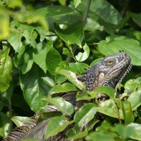 Iguana