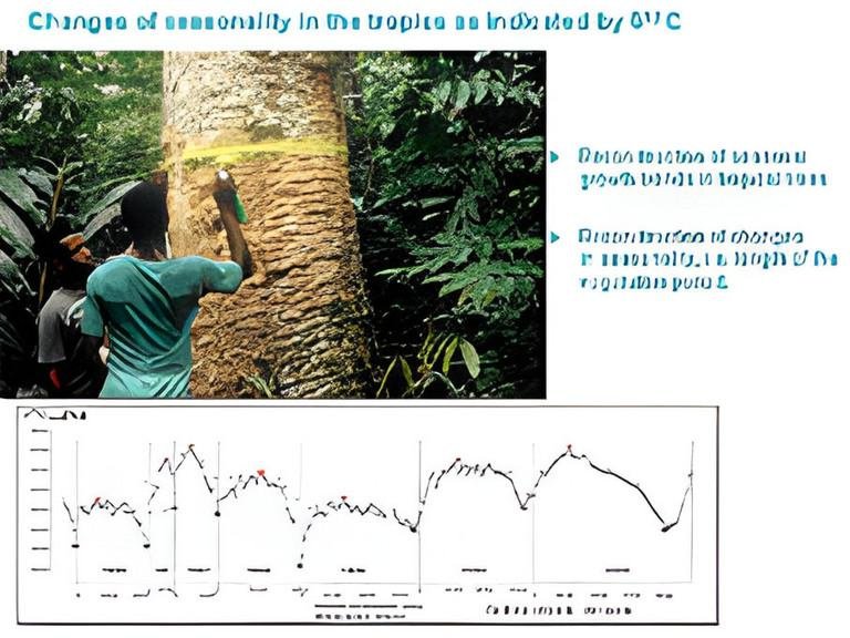 Changes in tree ring isotopes in forests of southeastern Brazil during the 20th century: how do climatic conditions influence growth and water use efficiency?