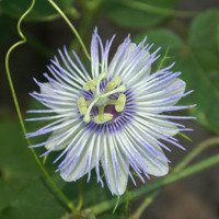 Passionsblume